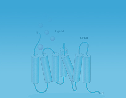 GPCR细胞系 GPCR细胞系