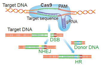 CRISPR/Cas 9 Technology CRISPR/Cas 9 Technology