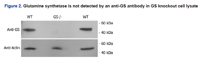 Glutamine synthetase is not detected by an anti-GS andtibody in GS knockout cell lysate Glutamine synthetase is not detected by an anti-GS andtibody in GS knockout cell lysate