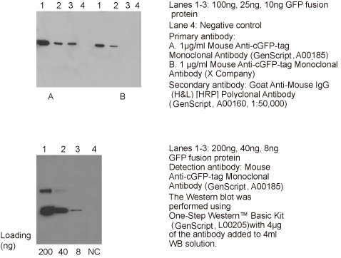 鼠抗cGFP单克隆抗体产品应用举例