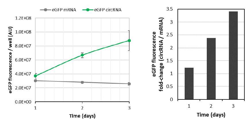 通过荧光强度检测mRNA蛋白表达量 