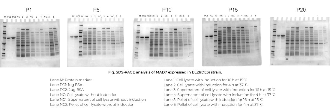 抗生素加压WCB细胞传代培养 (P20)