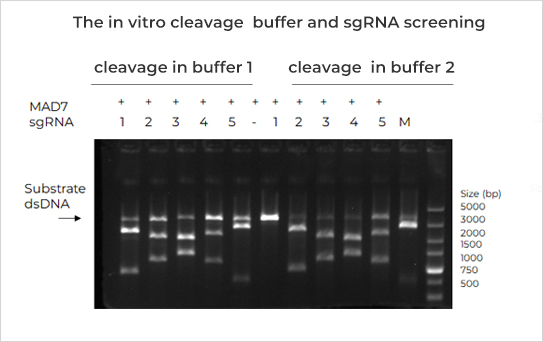 The in vitro cleavage  buffer and sgRNA screening 
