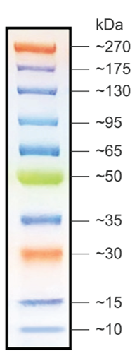 Broad Multi Color Pre-Stained Protein Standard（M00624）