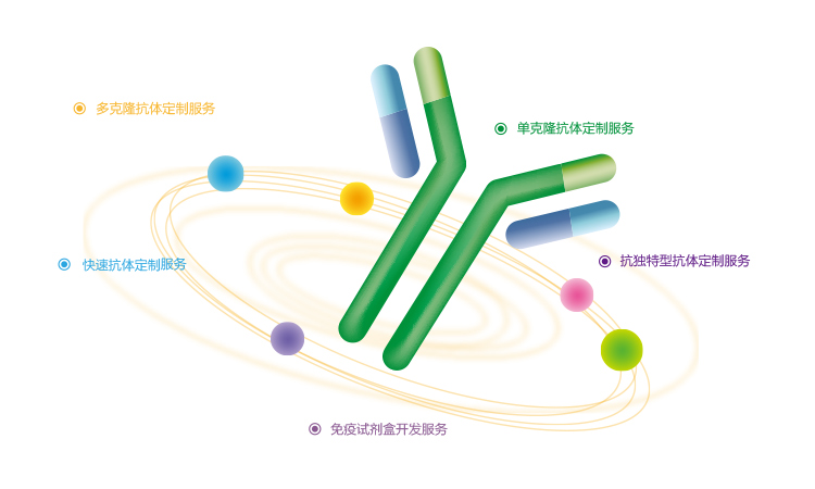 抗體制備服務--您的抗體生產基地 - 金斯瑞生物科技有限公司