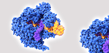 生命科学领域颠覆性新技术—新型糖基化酶碱基编辑器（GBE）- 金斯瑞