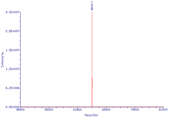 HPLC纯化的pegRNA (218nt)：分子量精准