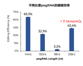 不同长度pegRNA的编辑效率